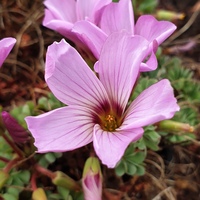 Oxalis enneaphylla dark-eyed form